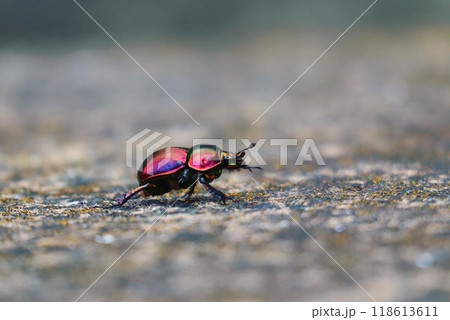 黄金虫の大冒険 118613611