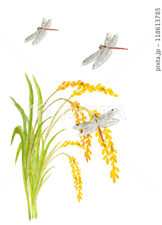 こうべを垂れる稲穂と赤とんぼ今年も豊作稲穂の切り絵イラスト こうべを垂れる稲穂と赤とんぼ今年も豊作稲穂の切り絵イラスト 118613785