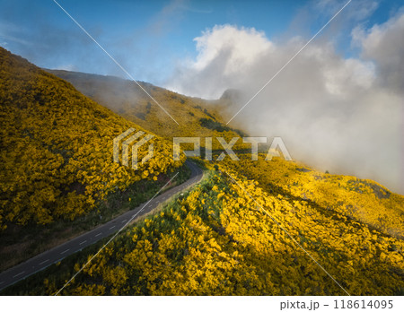 Aerial view of road among Cytisus blooming shrubs near Pico do Arieiro, Portugal Aerial view of road among Cytisus blooming shrubs near Pico do Arieiro, Portugal 118614095