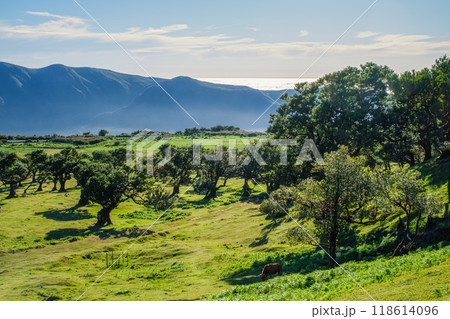Aerial view of Fanal forest trees on Madeira island, Portugal Aerial view of Fanal forest trees on Madeira island, Portugal 118614096