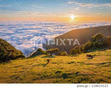 Aerial view of sunrise above clouds on Madeira island, Portugal 118614121
