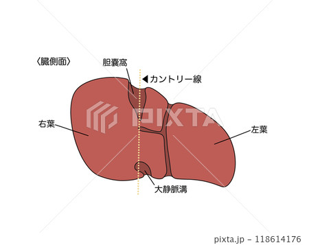消化器の解剖生理　肝臓 118614176