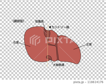 消化器の解剖生理　肝臓 118614176