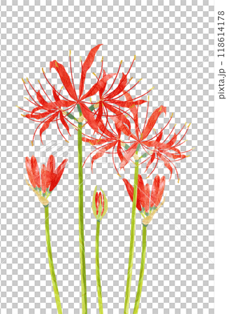 田んぼの畦道に咲く赤い彼岸花の切り絵イラスト 118614178