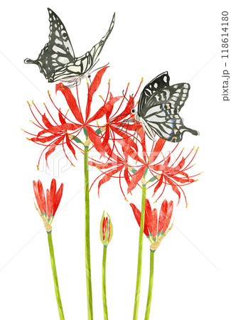 秋の花彼岸花に止まるアゲハ蝶の切り絵イラスト 118614180