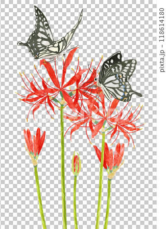 秋の花彼岸花に止まるアゲハ蝶の切り絵イラスト 118614180