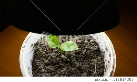 lemon sprout with two first leaves growing in a white plastic cup with dark soil under a room lamp with an energy-saving bulb, growing a citrus seedling from a seed at home lemon sprout with two first leaves growing in a white plastic cup with dark soil under a room lamp with an energy-saving bulb, growing a citrus seedling from a seed at home 118614305