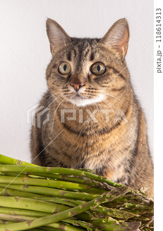 Bunch of green asparagus 118614313