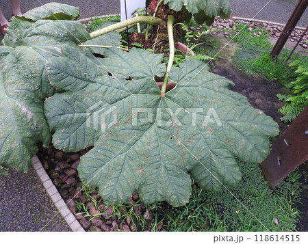 世界最大の葉をつける「グンネラ マニカタ」の葉 118614515