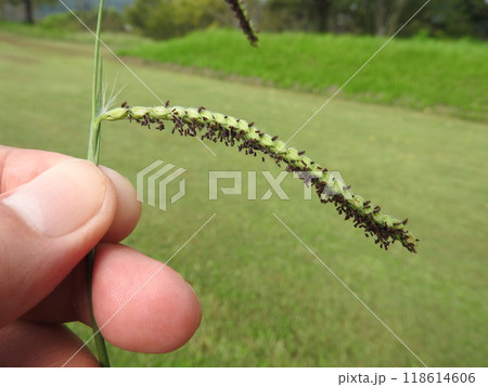 開花した雑草「シマスズメノヒエ」 118614606