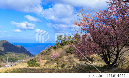 晴れた日の河津桜咲く田圃 晴れた日の河津桜咲く田圃 118614631