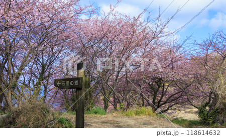 晴れた日の河津桜咲く田圃 118614632