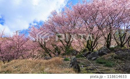 晴れた日の河津桜咲く田圃 晴れた日の河津桜咲く田圃 118614633