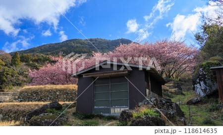 晴れた日の河津桜咲く田圃 晴れた日の河津桜咲く田圃 118614635
