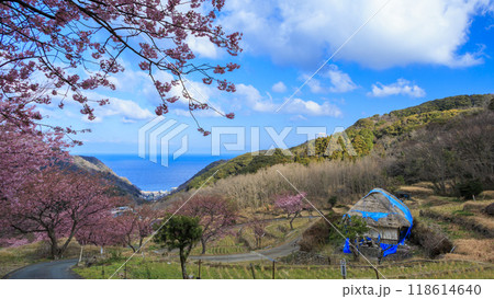 晴れた日の河津桜咲く田圃 118614640
