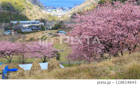 晴れた日の河津桜咲く田圃 晴れた日の河津桜咲く田圃 118614643
