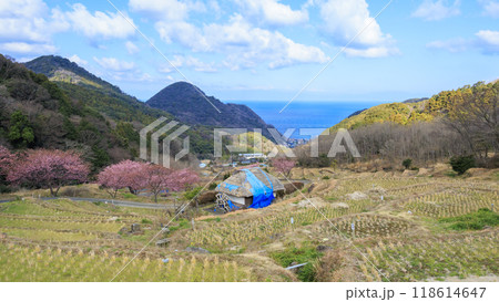 晴れた日の河津桜咲く田圃 118614647