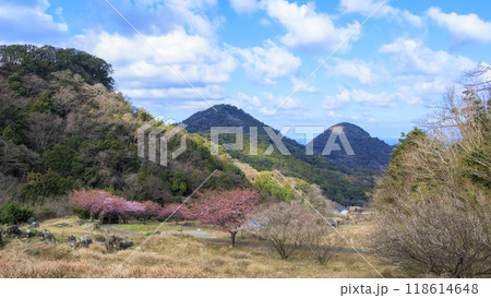晴れた日の河津桜咲く田圃 118614648