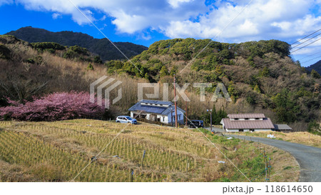 晴れた日の河津桜咲く田圃 118614650