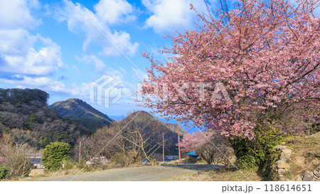 晴れた日の河津桜咲く田圃 118614651