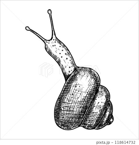 Hand drawn snail. Vector illustration 118614732