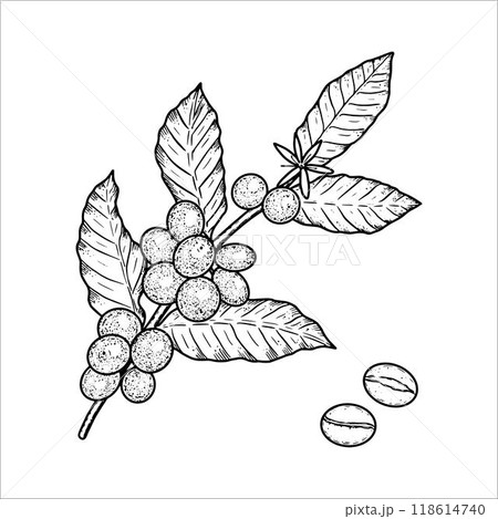 Hand drawn coffee sprig. Vector illustration 118614740