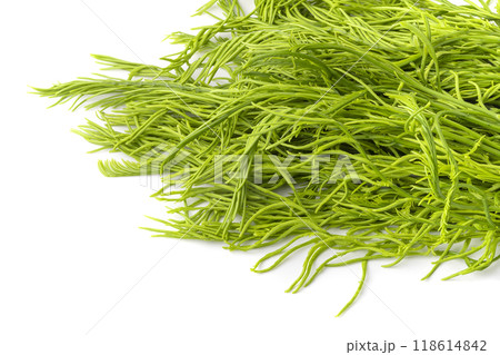 Climbing Wattle or Acacia vegetable isolate on a white background 118614842