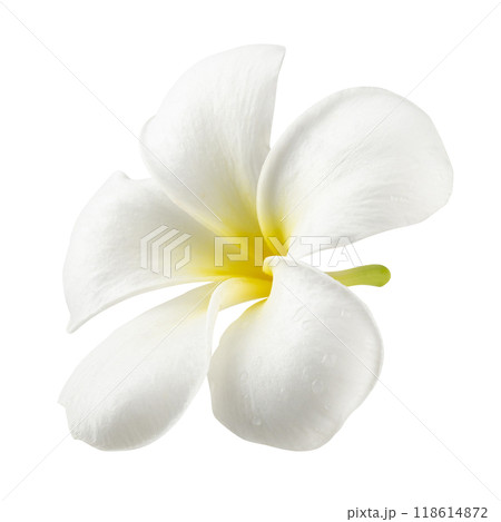 Tropical Frangipani, Indian jasmine, Frangipani flower isolated on a white background 118614872