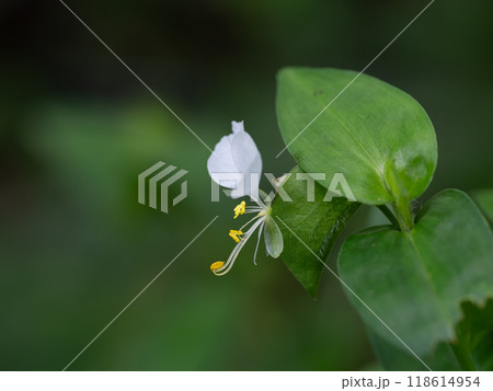 朝に咲く清楚な白花露草 118614954
