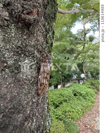 木にとまっている蝉 木にとまっている蝉 118614989