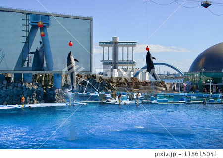 名古屋港水族館のイルカショー 名古屋港水族館のイルカショー 118615051