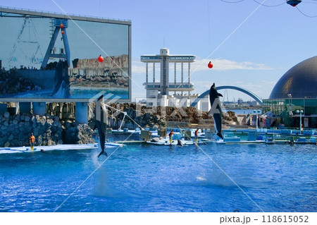 名古屋港水族館のイルカショー 名古屋港水族館のイルカショー 118615052