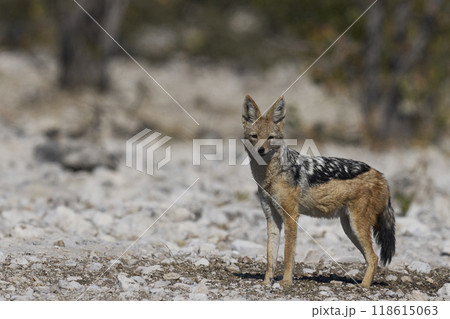 Black-backed Jackal  118615063