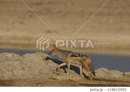 Black-backed Jackal at a waterhole 118615082
