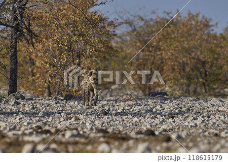 Spotted Hyaena approaching a waterhole 118615179