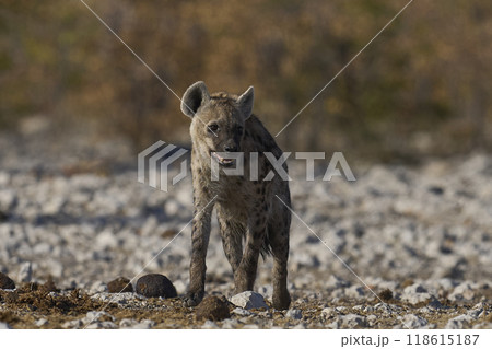 Spotted Hyaena approaching a waterhole Spotted Hyaena approaching a waterhole 118615187