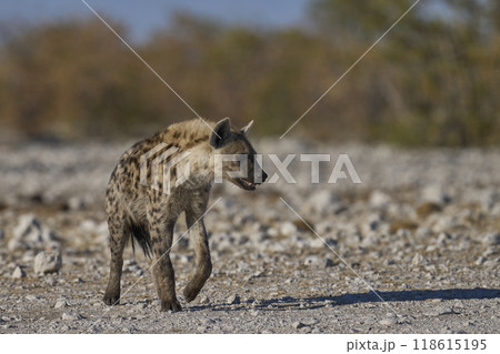 Spotted Hyaena approaching a waterhole Spotted Hyaena approaching a waterhole 118615195