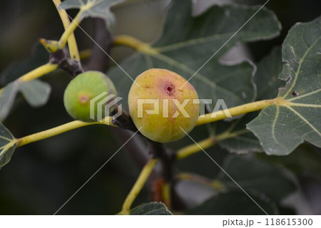 イチジク（無花果　映日果　一熟） 118615300