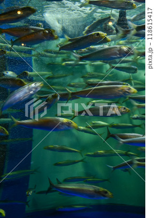 水族館　水槽の中を中を気持ちよさそうに泳ぐ魚たち 118615417