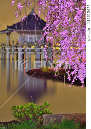 浮御堂と枝垂桜のコラボ 118615475