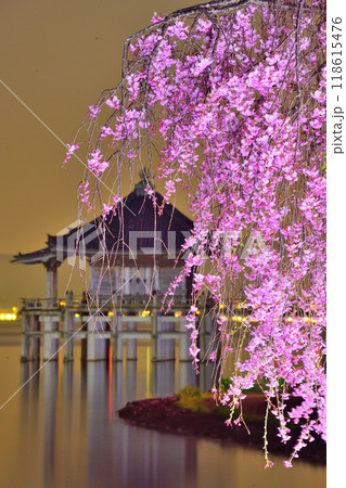 浮御堂と枝垂桜のコラボ 118615476