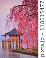 浮御堂と枝垂桜のコラボ 118615477
