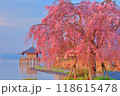浮御堂と枝垂桜のコラボ 118615478