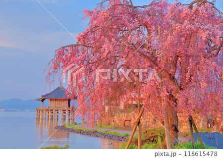 浮御堂と枝垂桜のコラボ 118615478