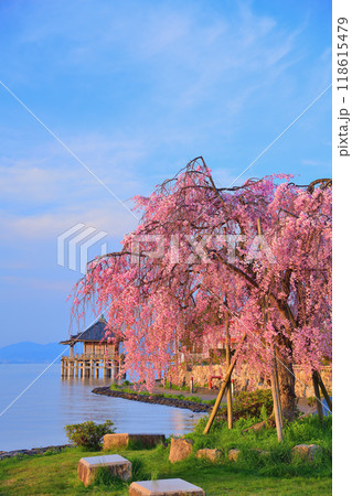 浮御堂と枝垂桜のコラボ 118615479