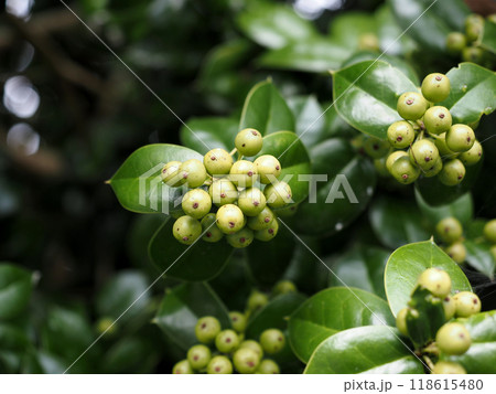 モチノキの蒼い実のクローズアップ 118615480