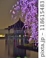 浮御堂と枝垂桜のコラボ 118615483