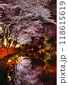 八幡堀の夜桜 118615619