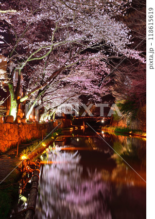 八幡堀の夜桜 八幡堀の夜桜 118615619