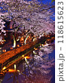 八幡堀の夜桜 118615623